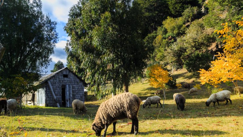 Rural